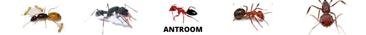 www.antroom.kingeshop.com